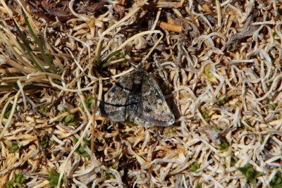 Moth (4930) found at about 12,000 feet