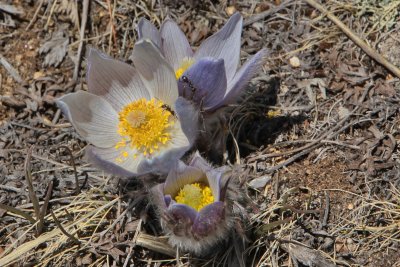 Pasque Flower found at about 12,000 feet