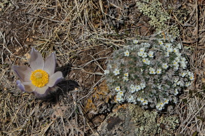 Pasque Flower and Alpine Phlox? found at about 12,000 feet