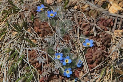Alpine Forget-me-not found at about 12,000 feet