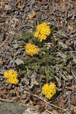 Alpine Parsley found at about 12,000 feet