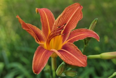 Tiger Lily