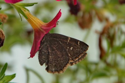 Northern Cloudywing