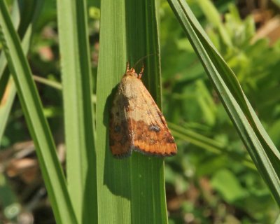 11073.1 Noctuid Moths: Lupatus Straw Moth (Heliocheilus lupatus)