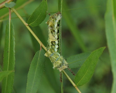 Viceroy caterpillar