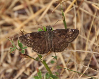 Horace's Duskywing (no grey scales), male