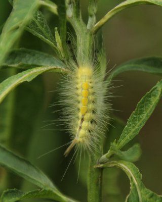 8314 Noctuid Moths: Definite Tussock caterpillar (Orgyia definita)