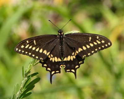 Black Swallowtail ♂