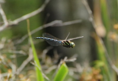 Dragonflies (Anisoptera)