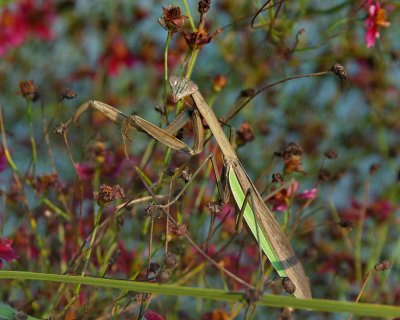 Chinese Mantis - Tenodera