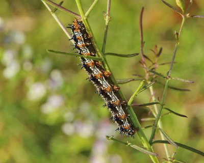 Common Buckeye caterpillar