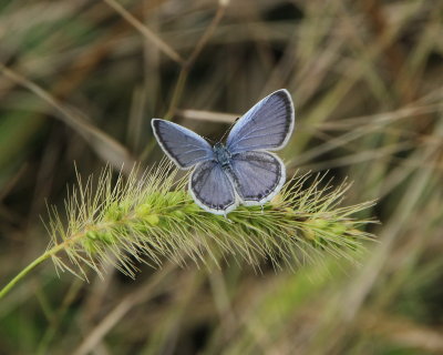 Eastern Tailed Blue M