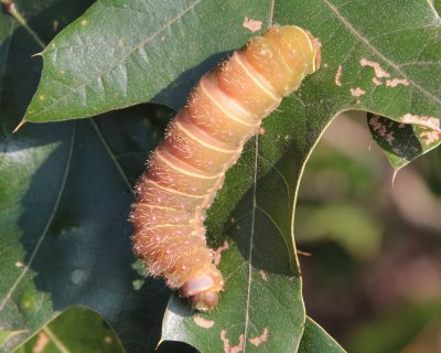 7757 Giant Silkworm Moths: Luna Moth Caterpillar (Actias luna)