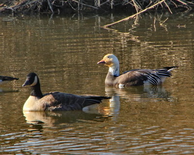 Snow Goose with Canada Goose