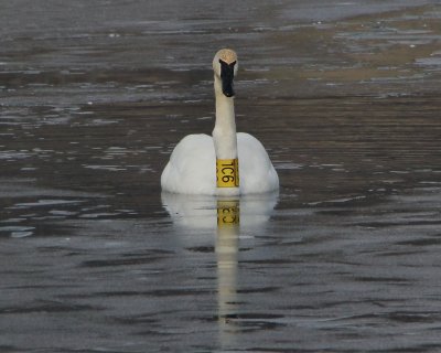 Trumpeter Swan from Ohio