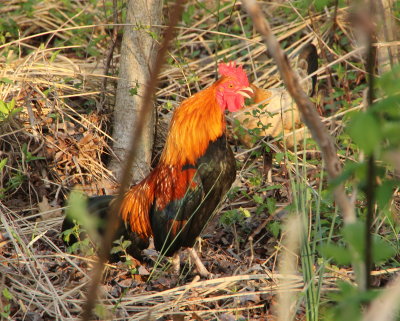 New Occoquan residents - Jungle Fowl