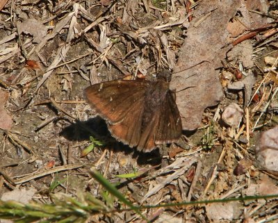 Northern Cloudywing