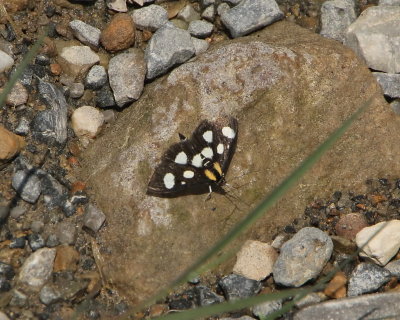 9314 Noctuid Moths: Eight-spotted Forester Moth (Alypia octomaculata)