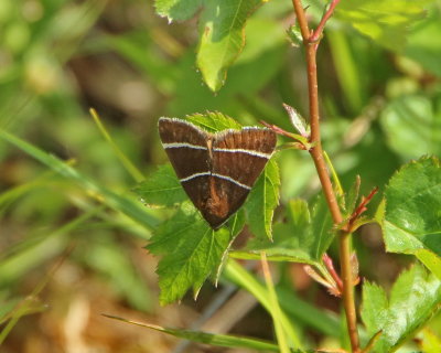 8762 Noctuid Moths: Four-Lined Chocolate Moth (Argyrostrotis quadrifilaris)