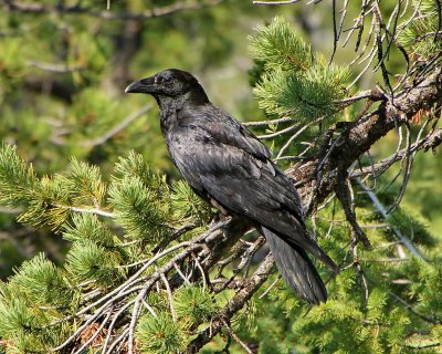 Raven species