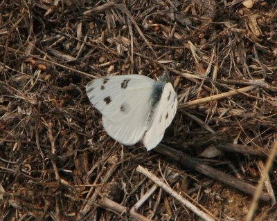 Checkered White, male