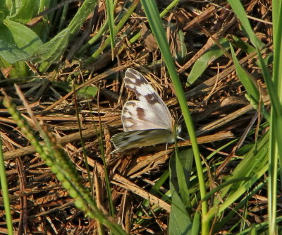 Checkered White, female