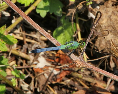 Eastern (Common) Pondhawk, male