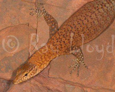 Varanus hamersleyensis