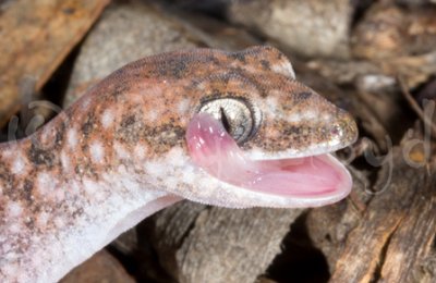 Diplodactylus lateroides