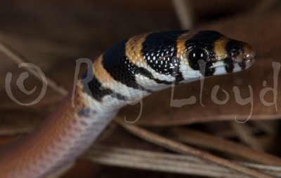 Delma elegans