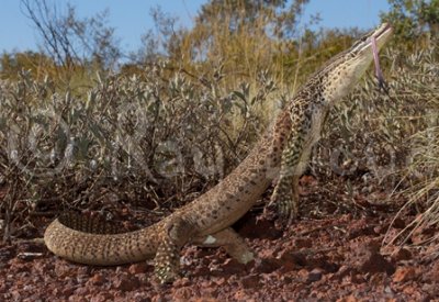 Varanus panoptes rubidus