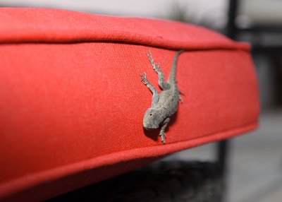DSC_0913web.jpg