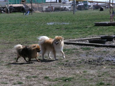 Rusty and Jazzy