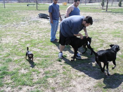 Brogan and Bosley with owner Chris Allen