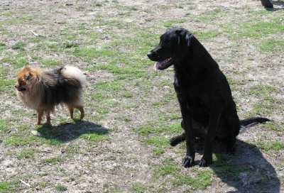 Rusty and Brogan