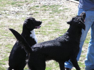 Brogan and Bosley