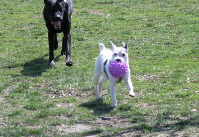 Mr. Dogg and Azure