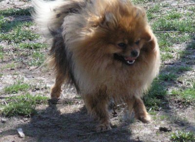 And the mightiest dog at dog Park - Rusty