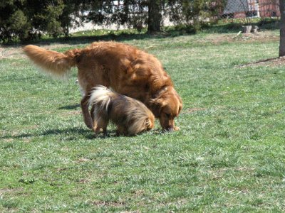 Rusty and Chopper