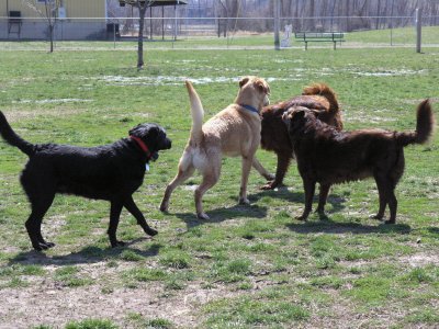 Terra, Bear, Kelly and Jasmine