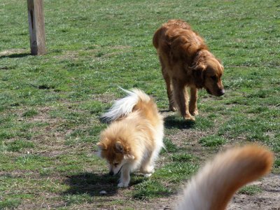 Jazzy, Chopper (and a yellow tail)