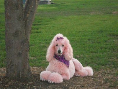 Shayla Cossich August 19, 2011, at the JC Dog Park - sporting her new look - PINK.jpg