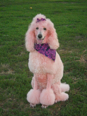Shayla Cossich - Shayla - Pretty in Pink - August 19, 2011 at the JC Dog Park