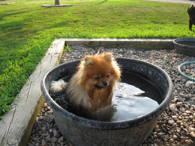 Rusty (photo by Kate Keil)