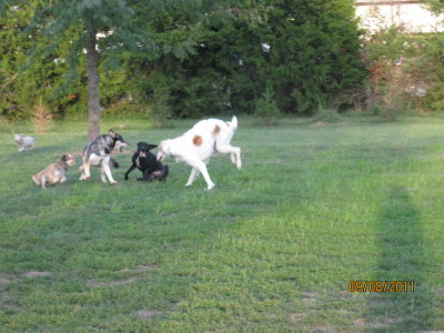 dog race -  Does anyone want to bet against Cirrus the Borzoi winning? (photo by Kate Keil)