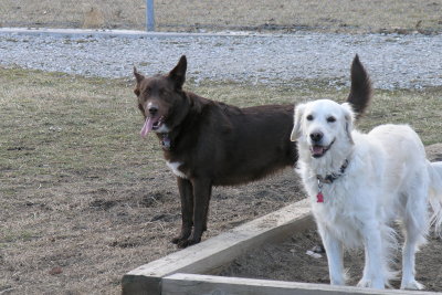 Jasmine with her Great Pyranees buddy Webster