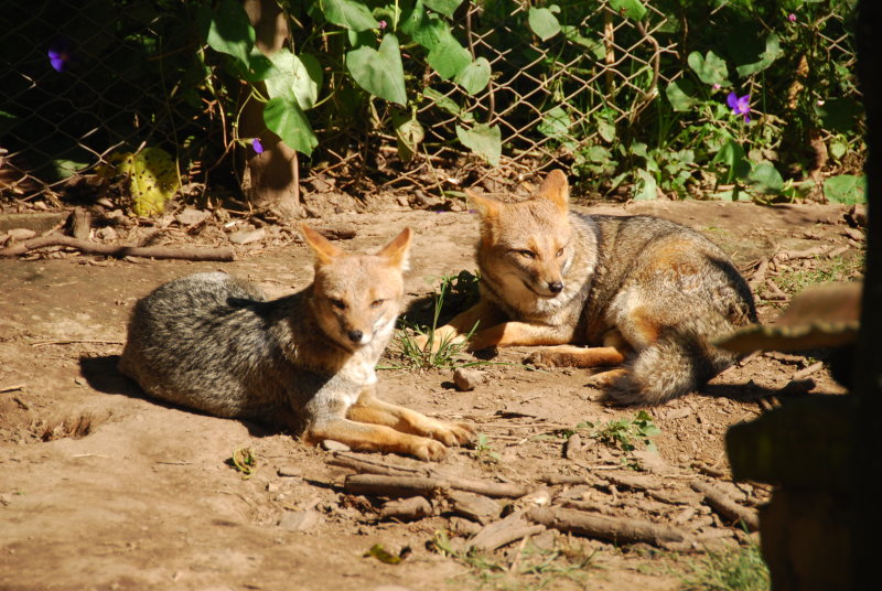 Red Foxes