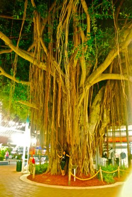 Banyan Tree-Miami US