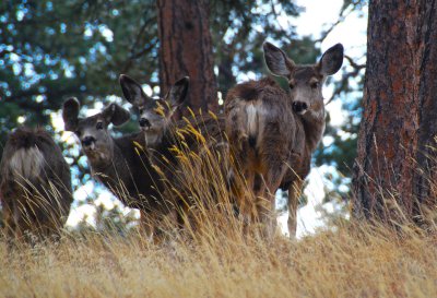 Deers Boulder Colorado