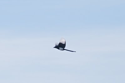 Black-Bill Magpie Utah US